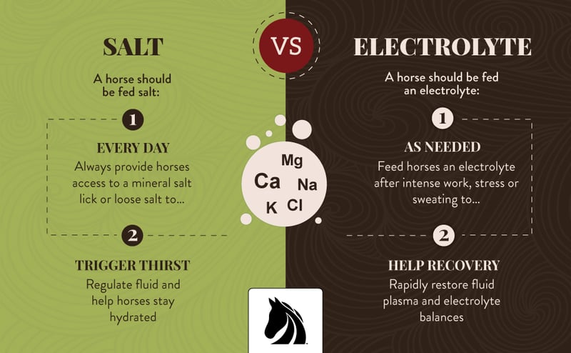 when horses need salt vs. electrolytes