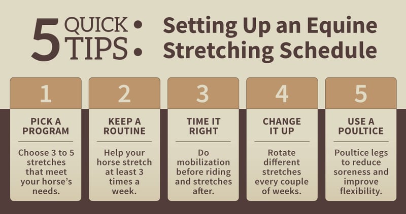 5 quick tips for setting up an equine stretching schedule