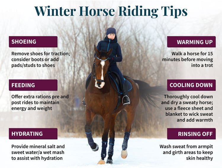 Six winter horse riding tips.