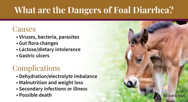 Common foal diarrhea causes and complications
