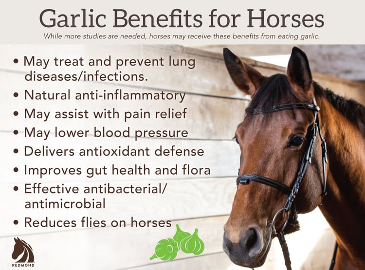 Garlic benefits for horses.