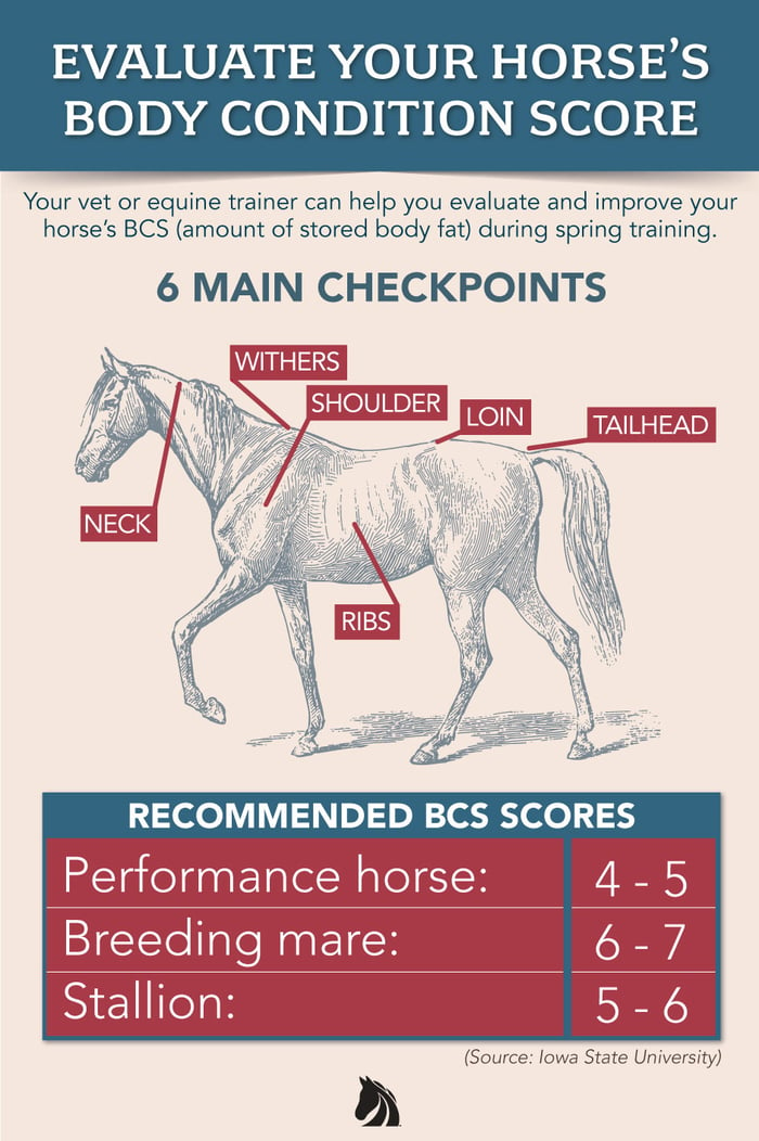Recommended horse body condition score (1-9) for performance horses, mares, and stallions.