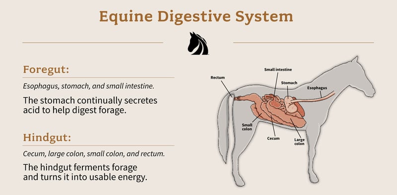 A labeled horse digestive system diagram.