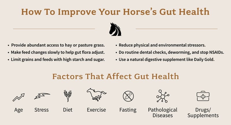Six ways to help maintain a healthy gut for horses