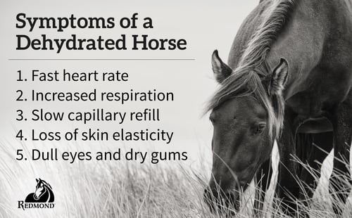 5 symptoms of dehydrated horse-1