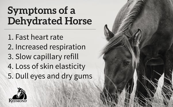 5 symptoms of dehydrated horse