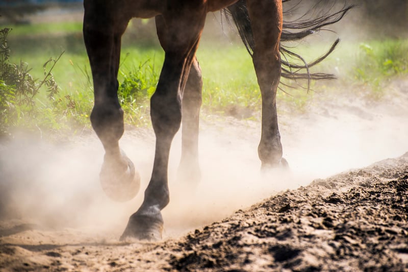 Healthy horses may require loose mineral supplements and equine electrolytes to stay in their best shape.