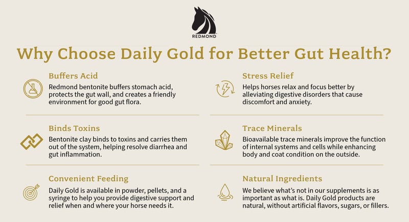 How Daily Gold helps girthy horses and improves horse gut health.