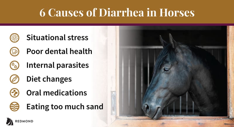 6 common causes of diarrhea in horses.