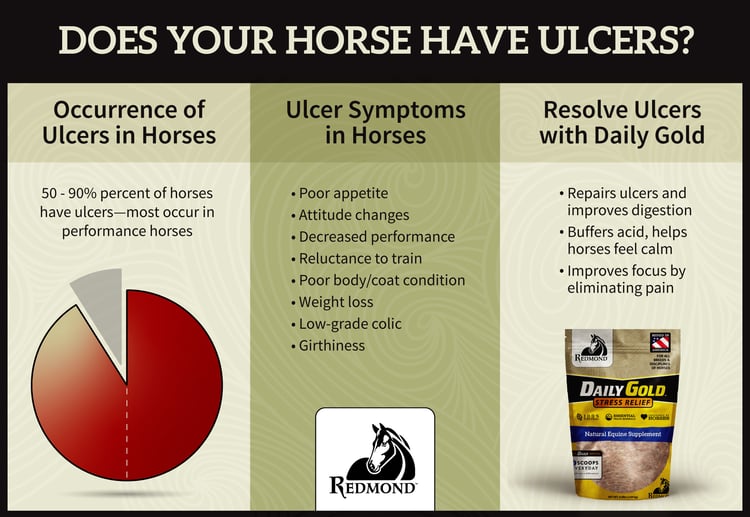 Does Your Horse Have Ulcers