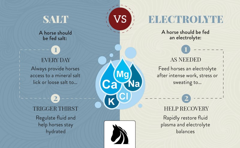 When to feed a horse electrolytes vs. salt.