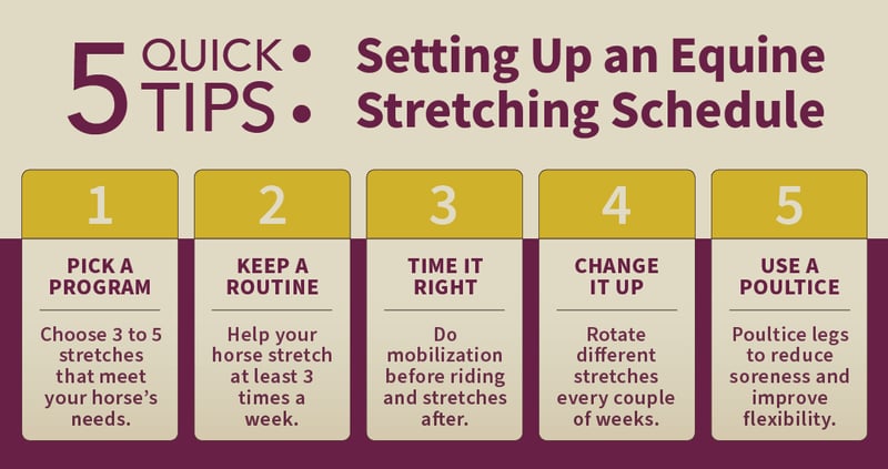 5 quick tips for setting up a horse stretching schedule
