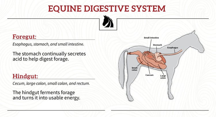 horse digestive system diagram