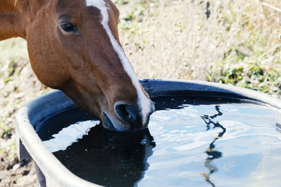 Horse drinking water-2