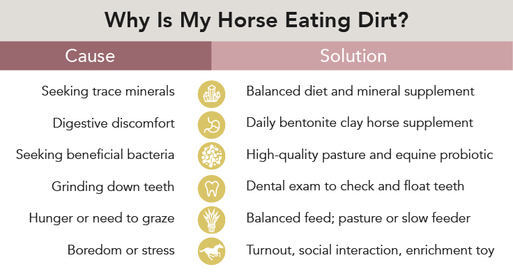 Horse eating dirt - cause and solution-1