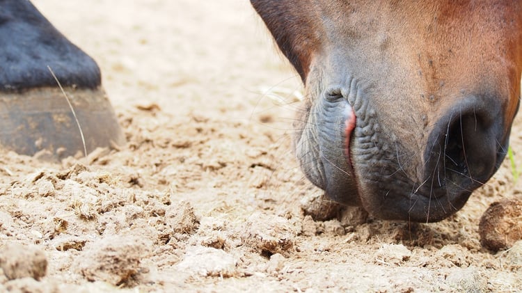 Horse eating sand