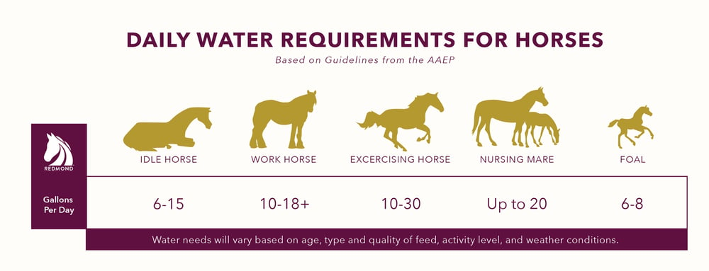 Daily water eequirements for horses.