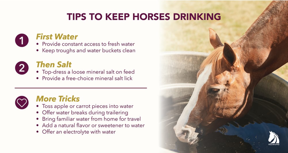 How to Get a Horse to Drink - tips