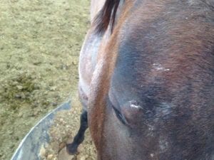 Horse with healed wound