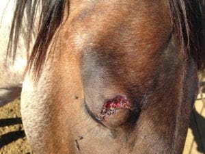 Horse with wound on eye