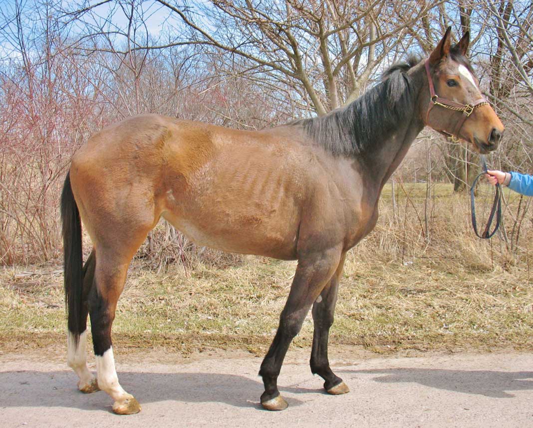 Thoroughbred with ribs showing