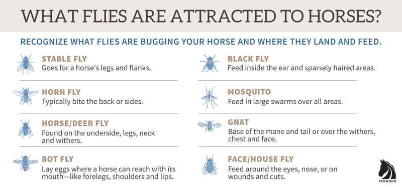 types of flies that land on horses