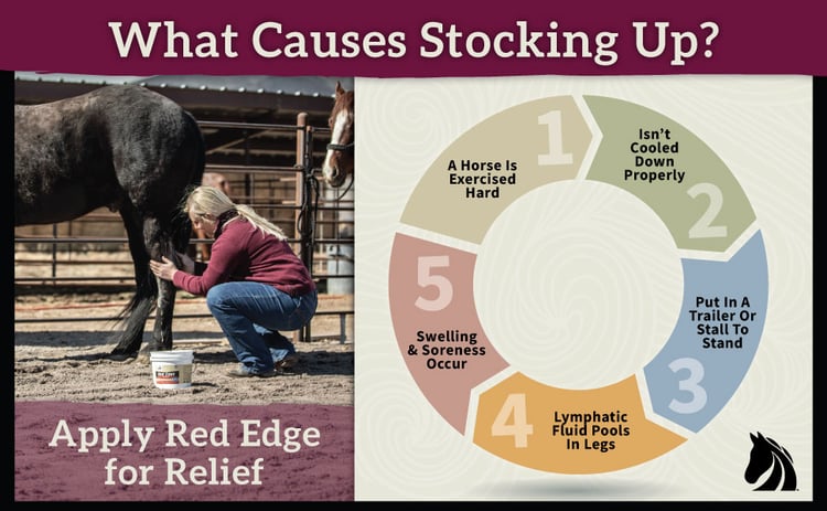 causes of stocking up in horses
