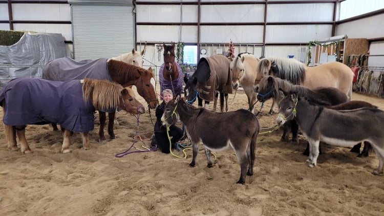 Equine-assisted therapy uses therapy horses to help heal humans.