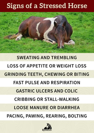 Signs of horse anxiety