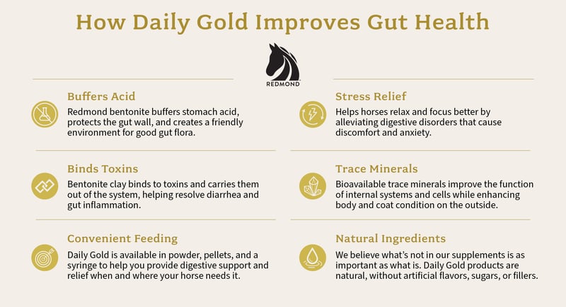 How Daily Gold Improves Horse Gut Health