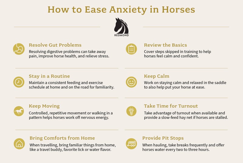 Tips for Treating Anxiety in Horses