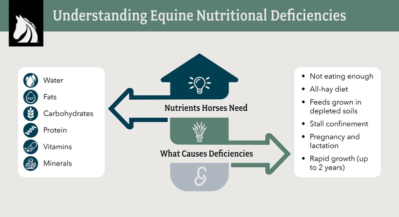 Understanding equine nutritional deficiencies.
