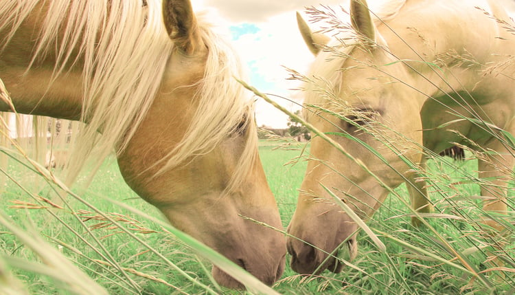 Horses grazing on green pasture.