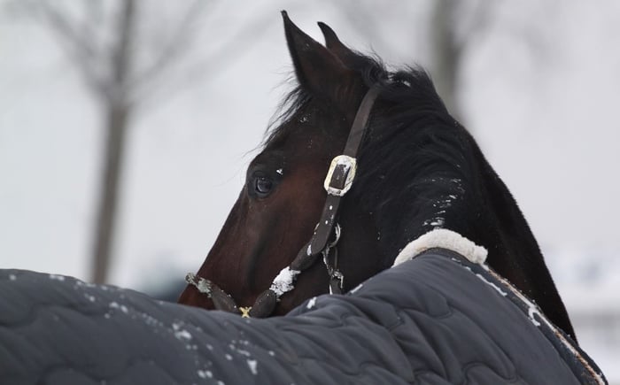 Should I blanket my horse in the winter?