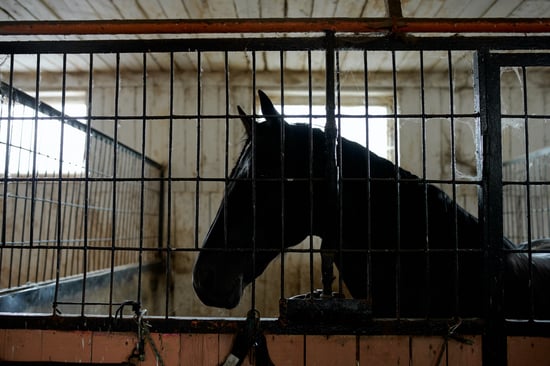 horse in stall 2