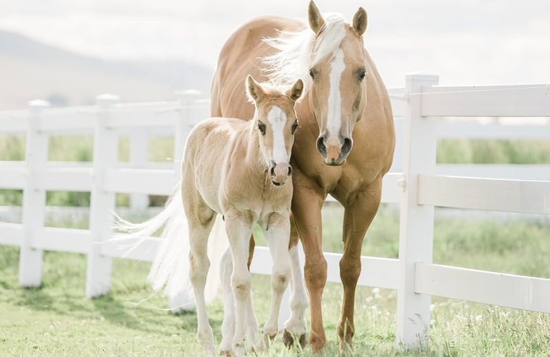 Beautiful mare and foal.