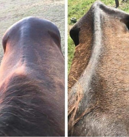 Before and after images of Blaze after using Redmond Rock Crushed loose minerals for horses.
