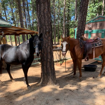 Terri's horses wouldn't use a salt lick.