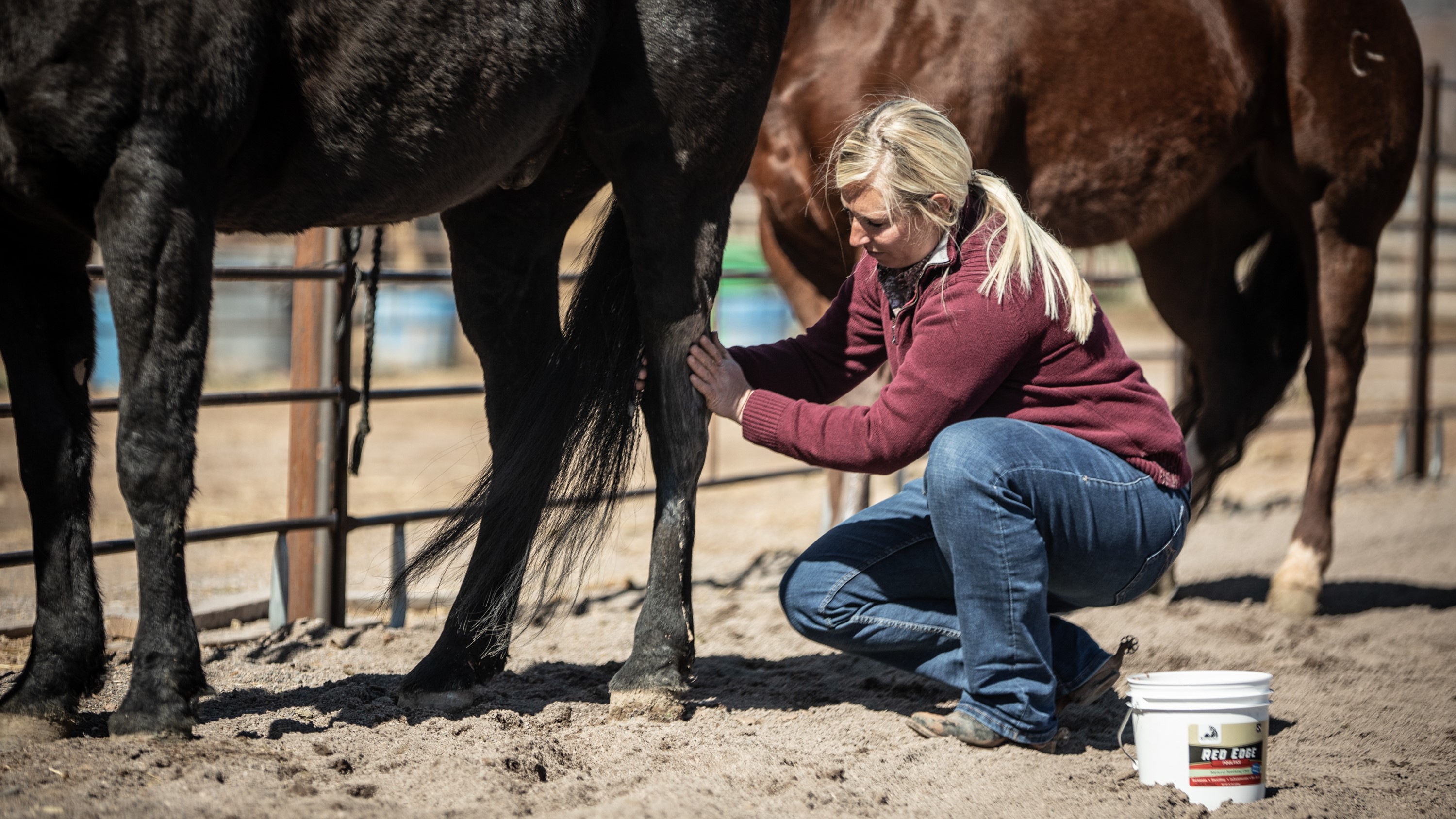 Equine massage therapist Lindsay Robins demonstrates how to poultice a horse's leg.