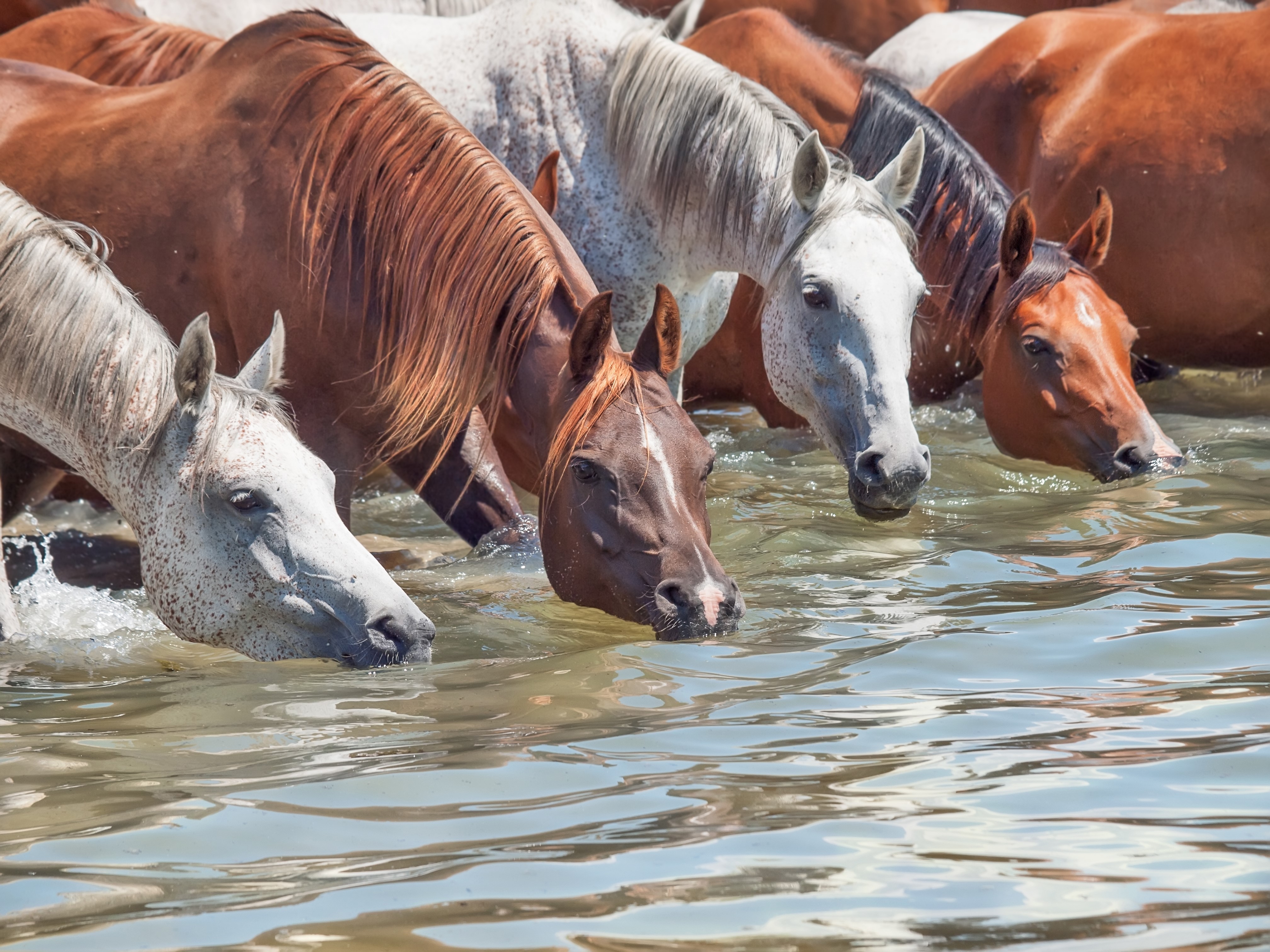 Jo Got Her Dehydrated Horse Drinking By Doing This | A Redmond Story