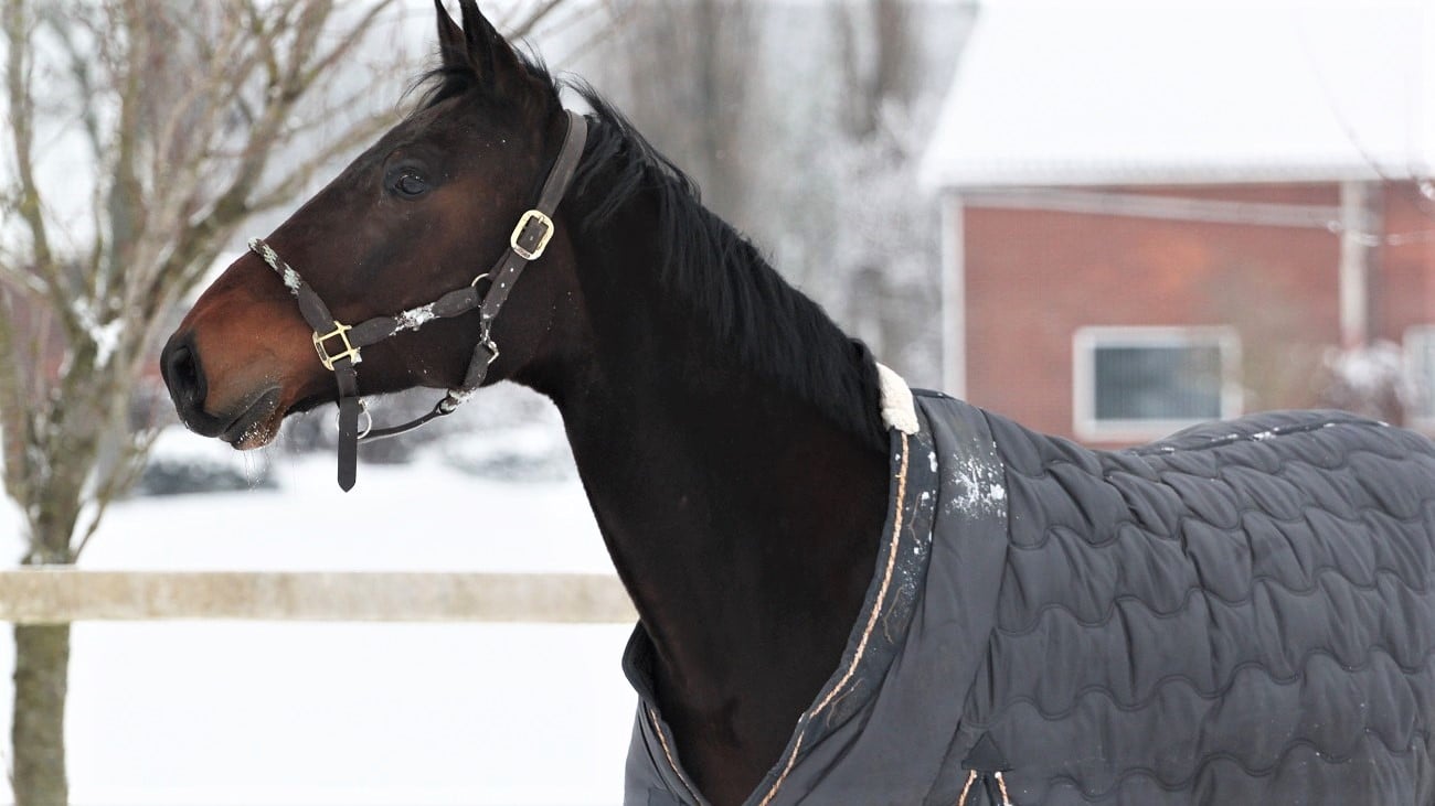 A Guide to Winter Horse Care and Safety