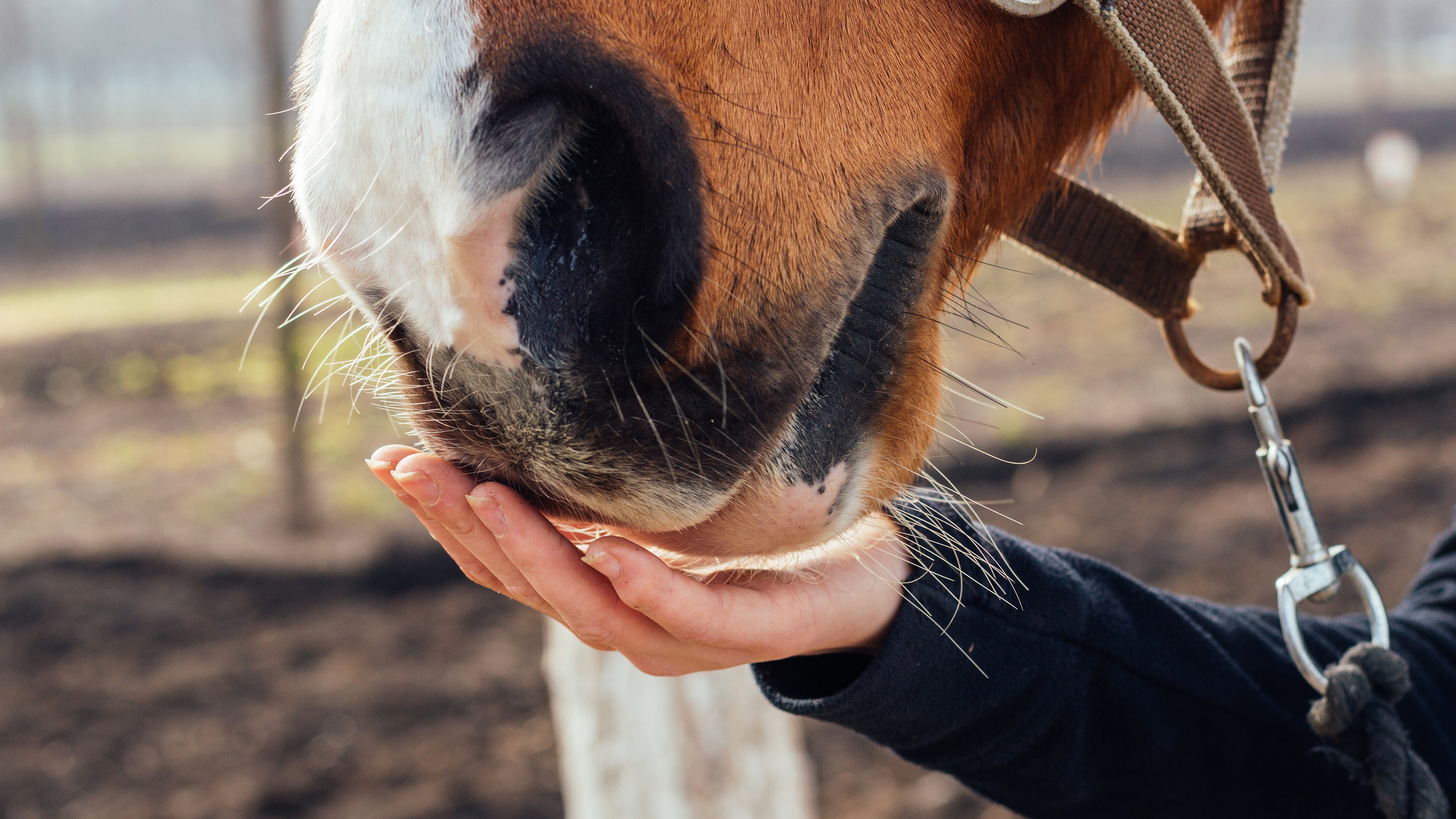 Do you Know How Much Garlic To Feed Horses?