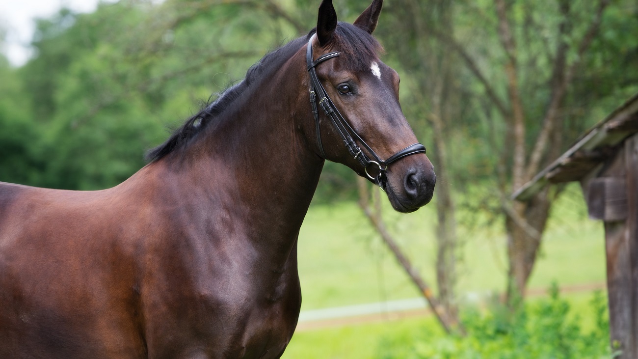 Daily Gold Made Demri's Horse Calmer | A Redmond Story