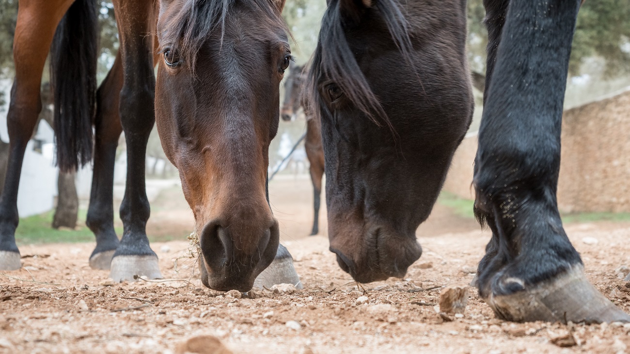 5 Reasons Horses Eat Dirt (and What You Should Do About It)