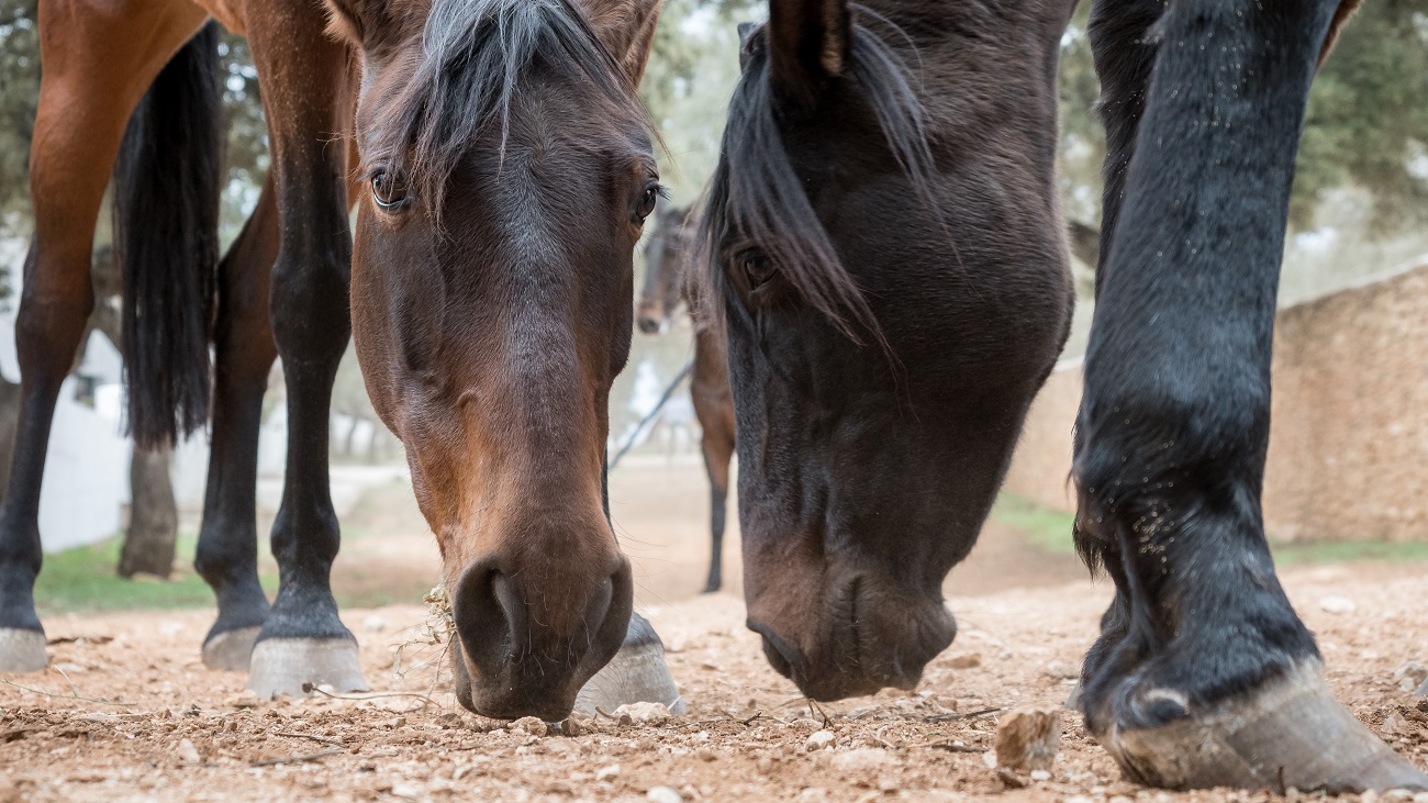 5 Reasons Horses Eat Dirt (and What to Do About It)