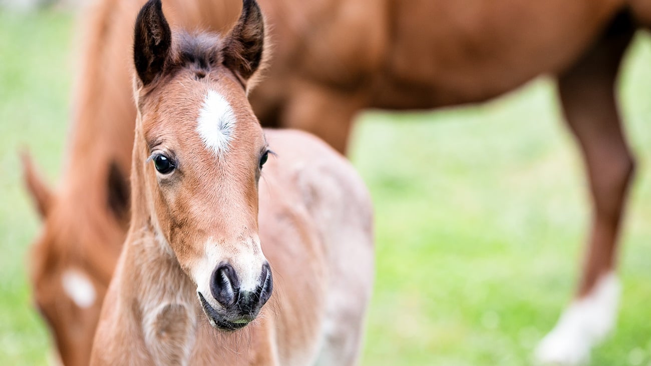 How to Quickly Treat and Prevent Diarrhea in Foals