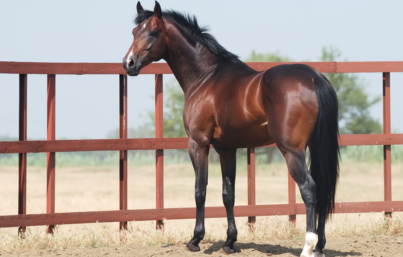 Daily Gold Healed Ulcers in Kara's Barrel Horse | A Redmond Story