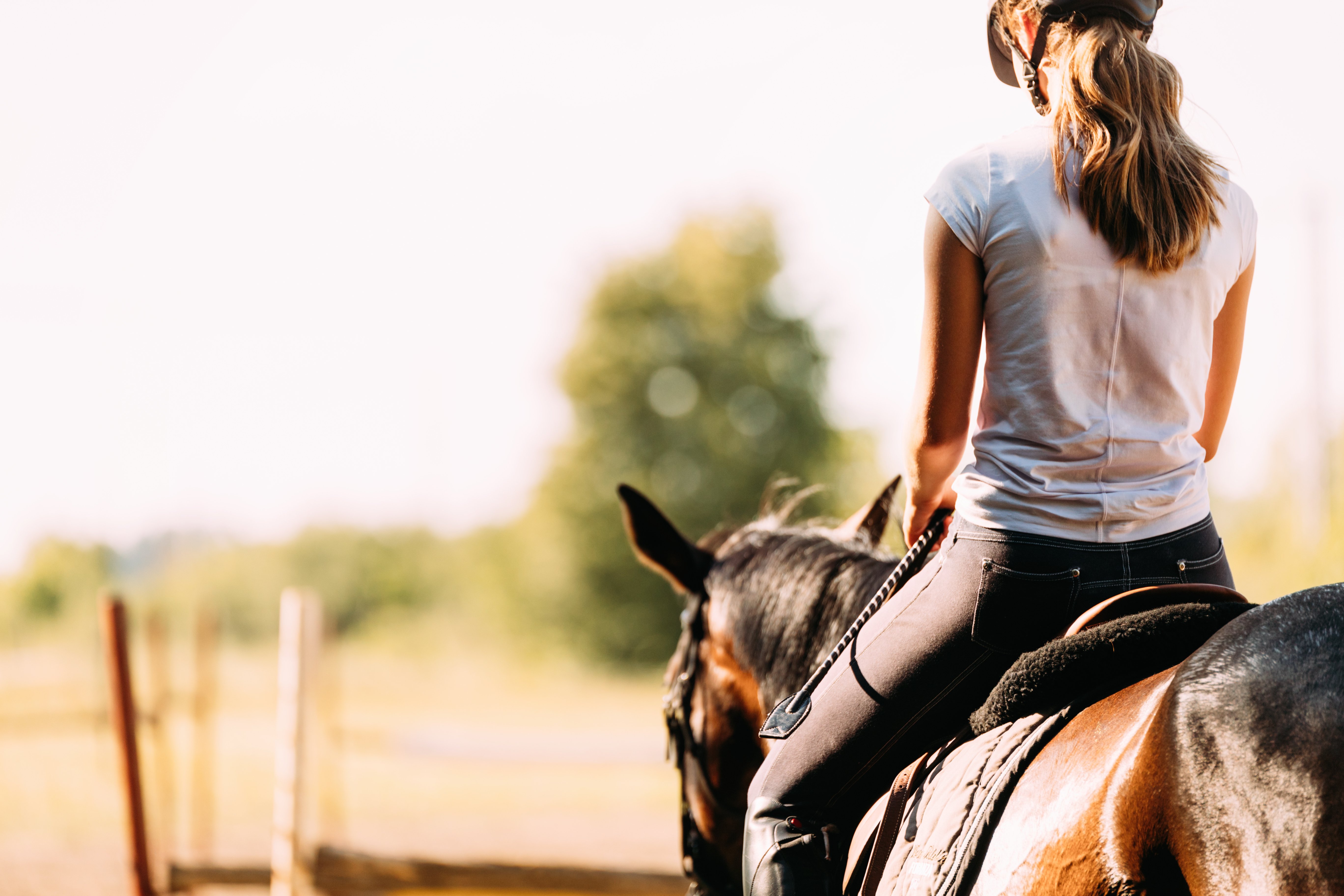 A Vet's Guide to Feeding & Caring for Horses in Hot Weather