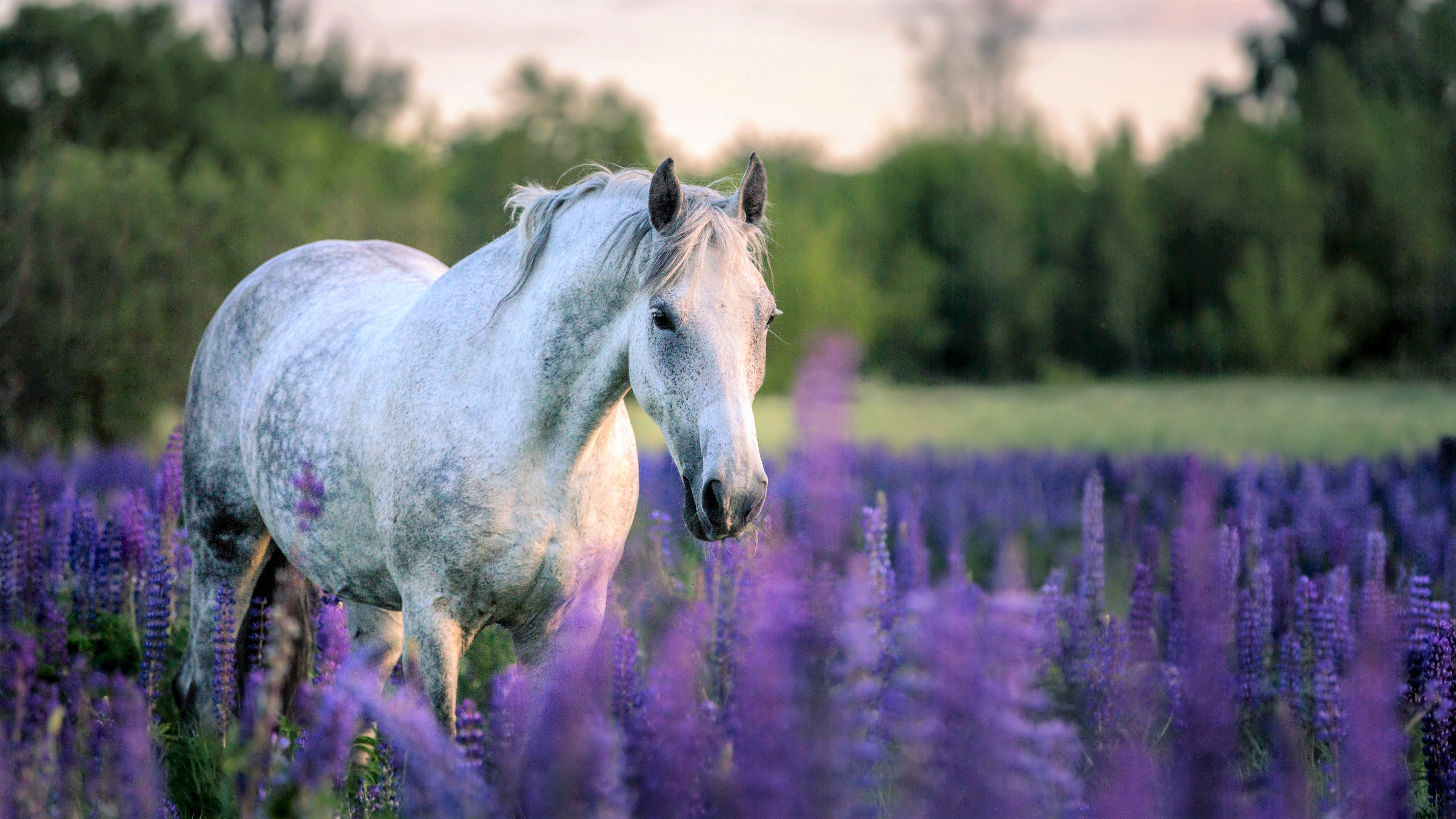 6 Tips for Taking Great Pictures of Your Horse