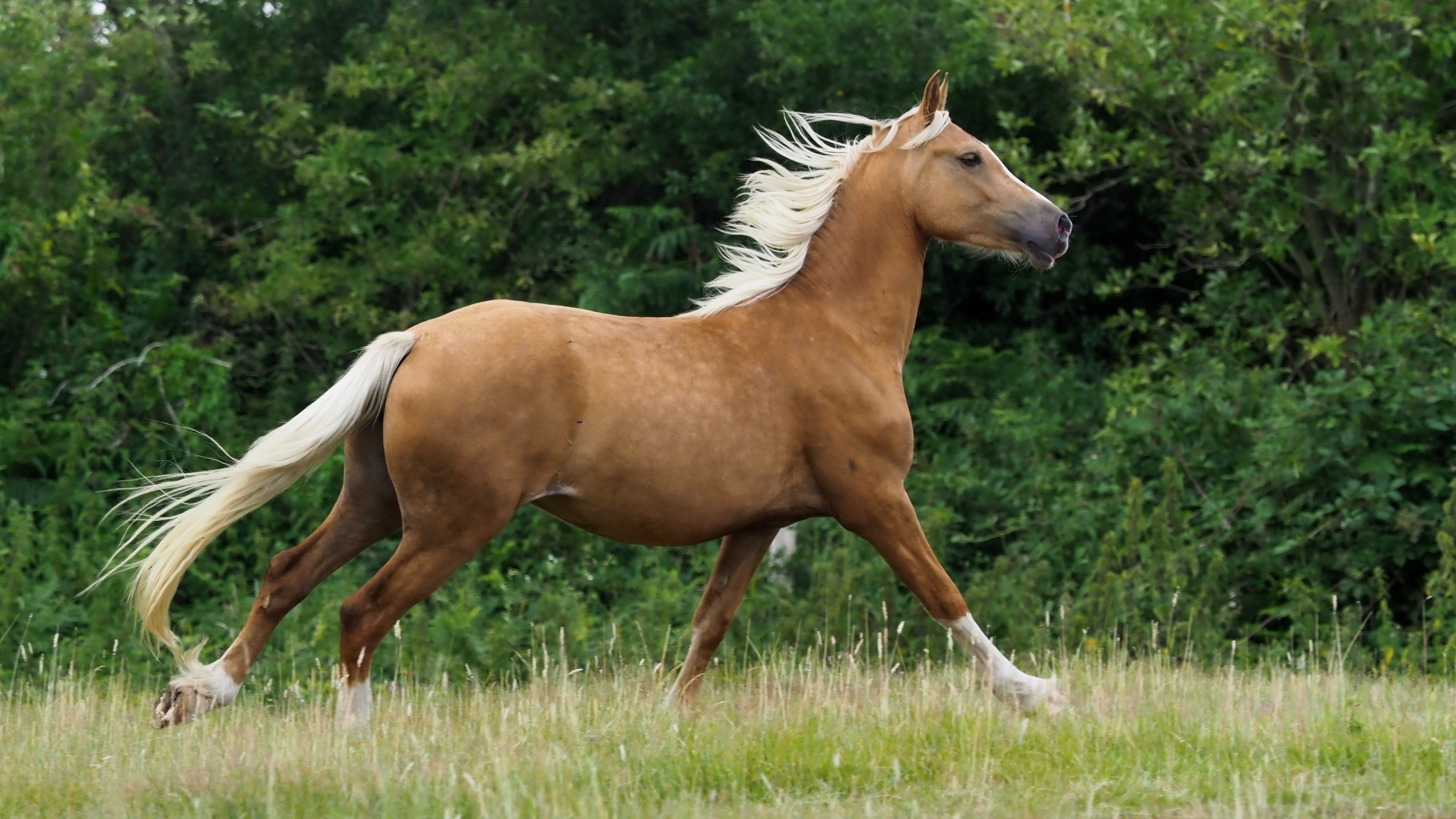 Gas colic is rare among horses that graze on large pastures.